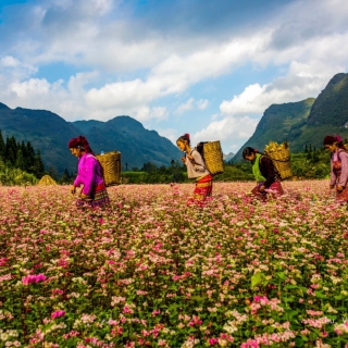 TƯ VẤN TOUR DU LỊCH HÀ GIANG VIỆT NAM-ベトナムハザン省・観光ツアー